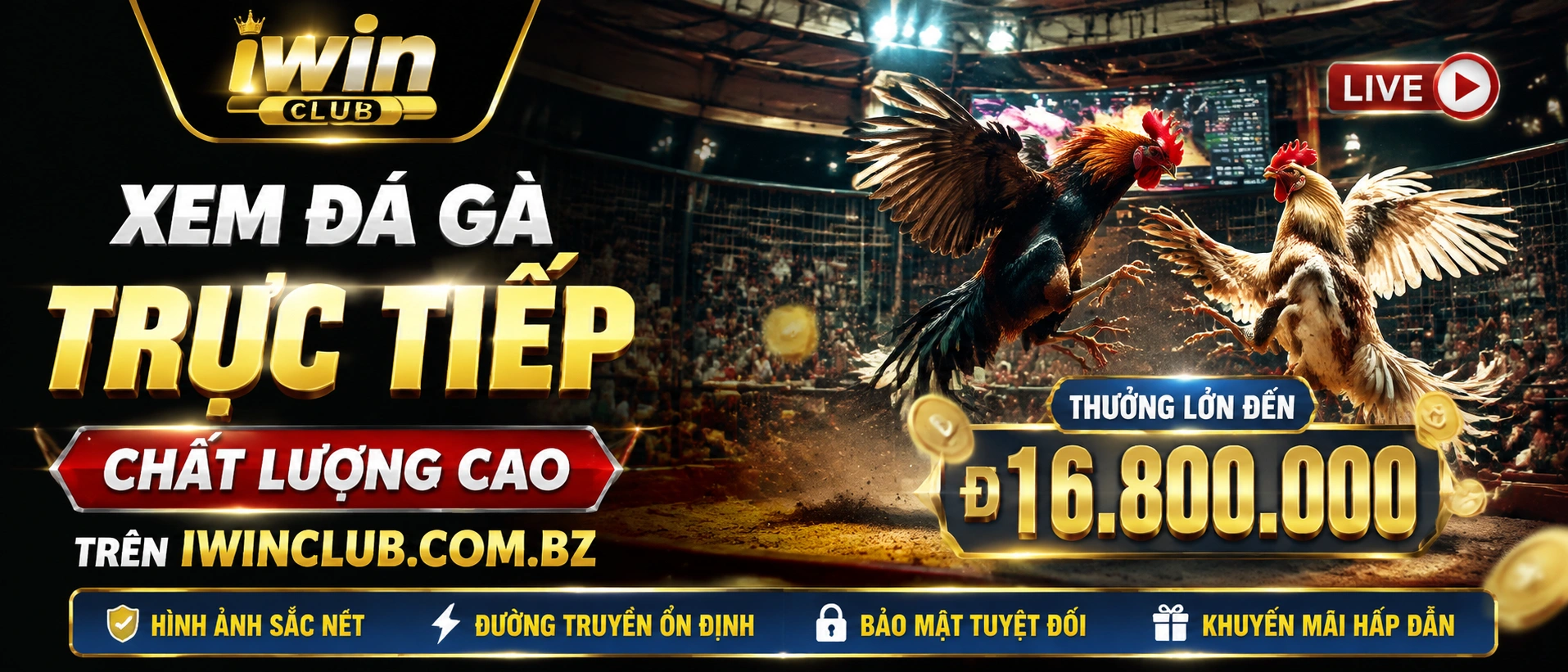 Đá Gà cựa sắt trên iwinclub.com.bz